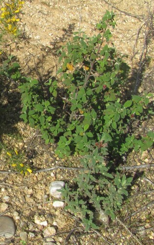 Salvia cistus (Cistus salviifolius)