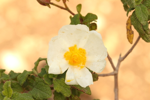 Salvia cistus (Cistus salviifolius)