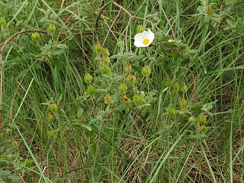 Salvia cistus: Cistus salviifolius L.Sage-leaved Rock Rose, Pont del Diable, Tarragona, Spain, 14 May 2013