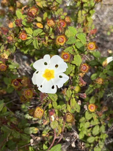 Salvia cistus (Cistus salviifolius)