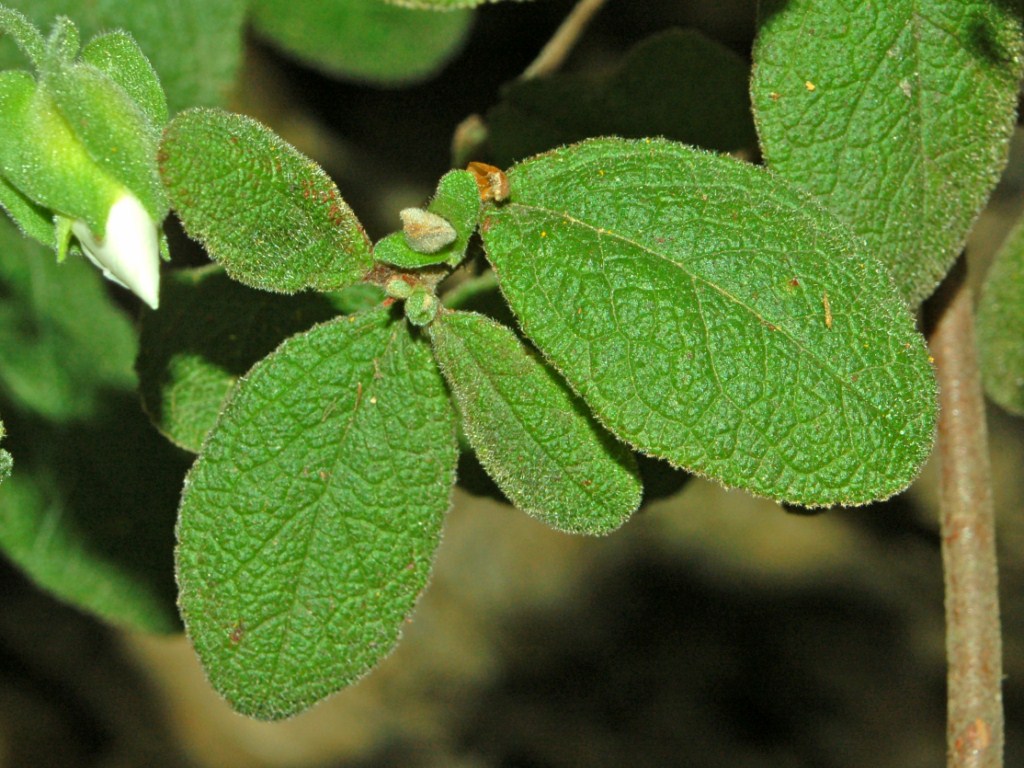 Salvia cistus: Cistus salviifolius - S. Bernardo, Genova, Italy
