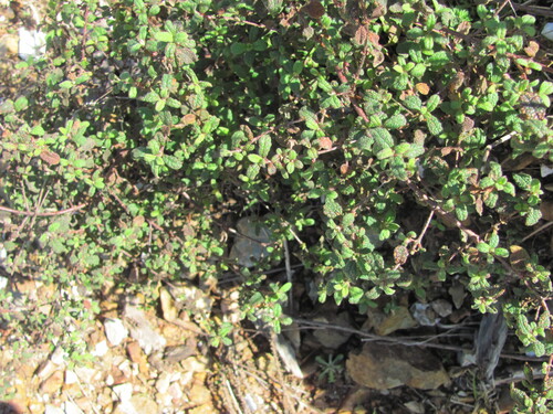 Salvia cistus (Cistus salviifolius)