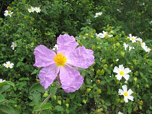 Salvia cistus: Park Nesher in the city Nesher on Mount Carmel, Israel. In the park there are 2 Suspension bridges, walking paths, Mediterranean forests, woodlands, scrub and f