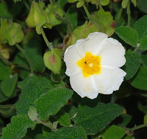 Salvia cistus: Sage-leaved Cistus