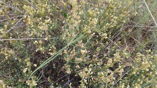Cistus umbellatus (Cistus umbellatus)