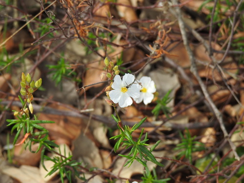 Cistus umbellatus (Cistus umbellatus)