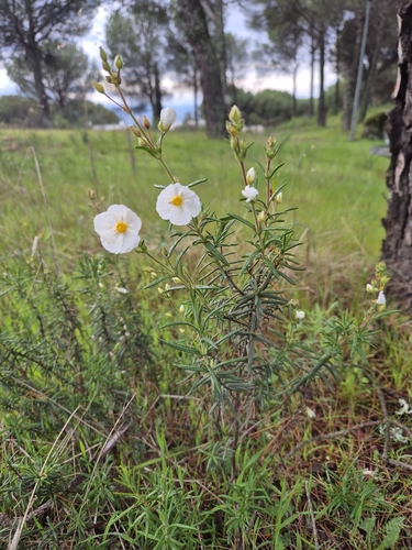 Cistus umbellatus (Cistus umbellatus)