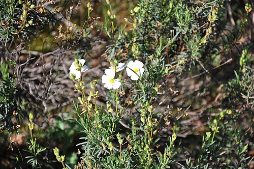 Cistus umbellatus: Jaguarcillo ( Halimium umbellatum ) Miranda de l Douro, Portugal