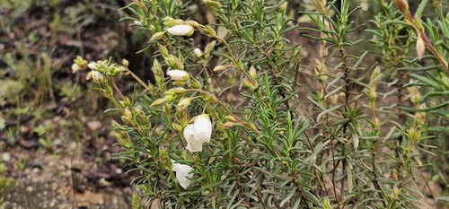 Cistus umbellatus (Cistus umbellatus)