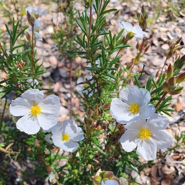Cistus umbellatus (Cistus umbellatus)