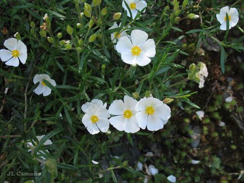 Cistus umbellatus (Cistus umbellatus)