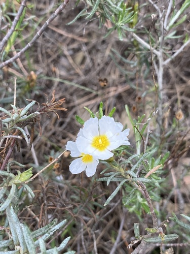 Cistus umbellatus (Cistus umbellatus)
