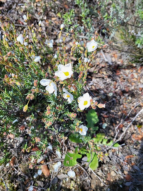 Cistus umbellatus: Guareña, La Torre, Ávila, España