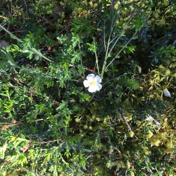 Cistus umbellatus (Cistus umbellatus)
