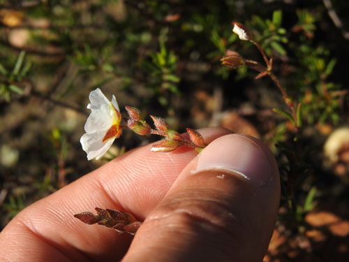 Cistus umbellatus (Cistus umbellatus)