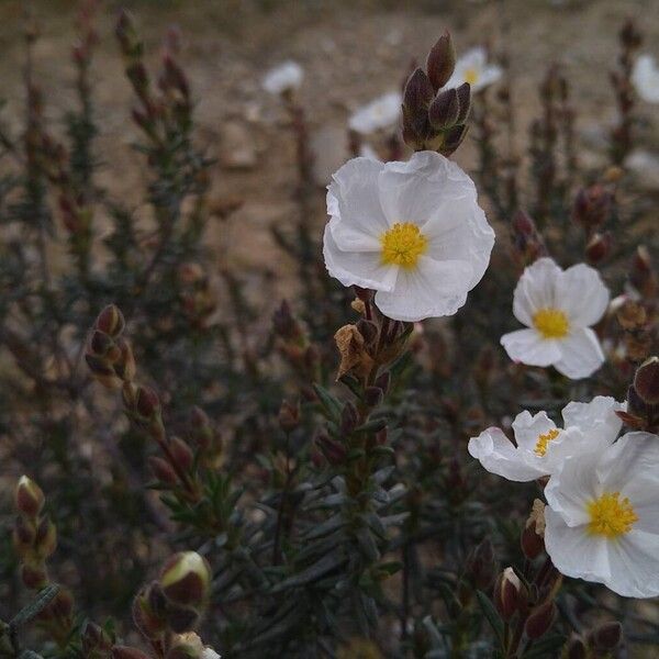 Cistus umbellatus (Cistus umbellatus)