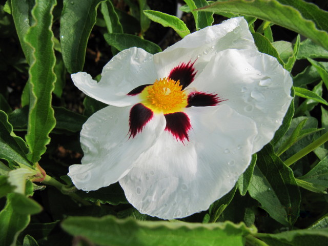 Cistus × aguilari: Cistus × aguilari 'Maculatus'