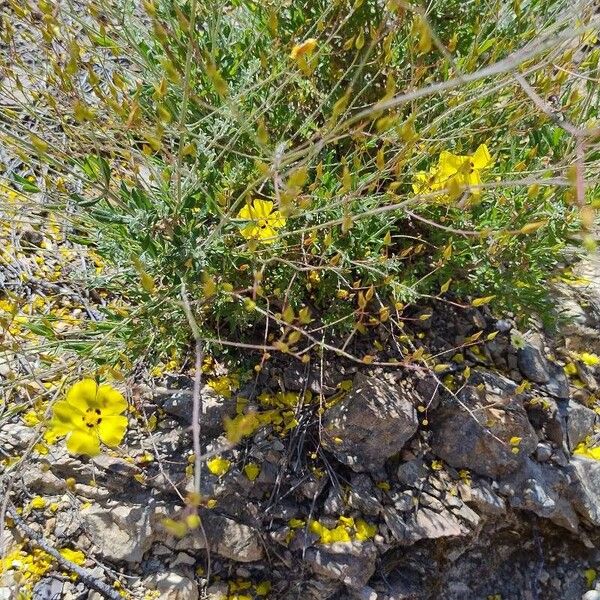 Cistus × candidus (Cistus × candidus)