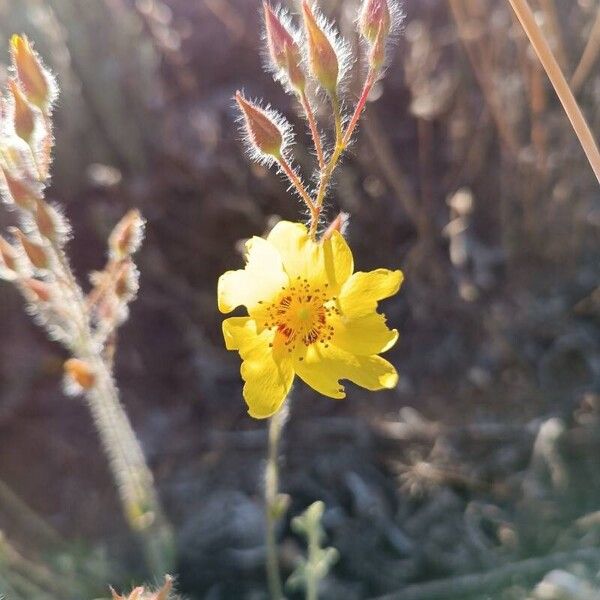 Cistus × candidus (Cistus × candidus)