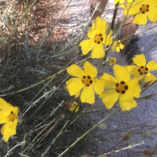 Cistus × candidus (Cistus × candidus)