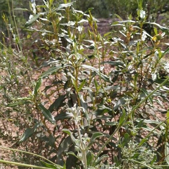 Cistus × candidus (Cistus × candidus)