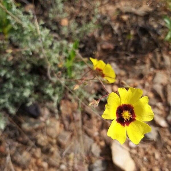 Cistus × candidus (Cistus × candidus)