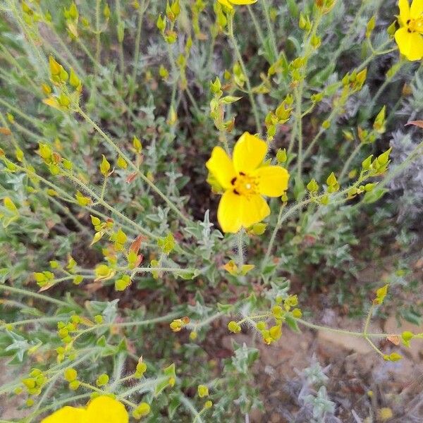 Cistus × candidus (Cistus × candidus)