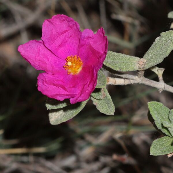Cistus × canescens (Cistus × canescens)