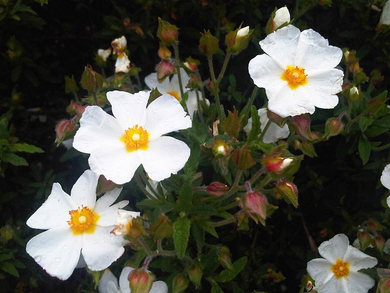 Cistus × canescens: Cistus x canescens 'Albus' in Kew Gardens, England.