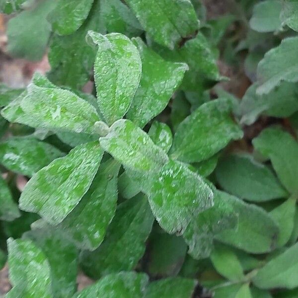 Cistus × canescens (Cistus × canescens)