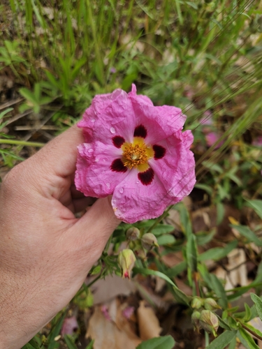 Cistus × purpureus (Cistus × purpureus)