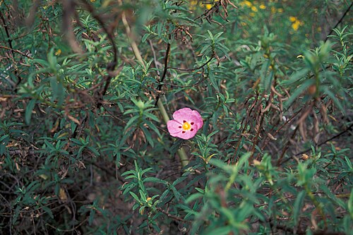 Cistus × purpureus: Cistus × purpureus (hybrid flower). Location: Maui, Enchanting Floral Gardens of Kula