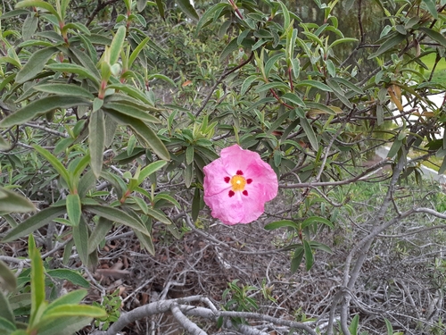 Cistus × purpureus (Cistus × purpureus)