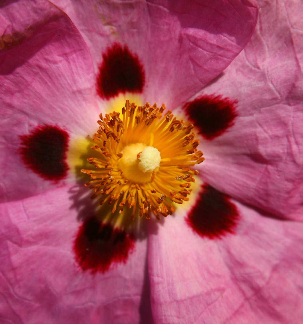 Cistus × purpureus: Everythings starting to bloom a the moment so I now have plenty of beautiful flower models.