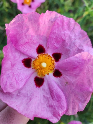 Cistus × purpureus (Cistus × purpureus)