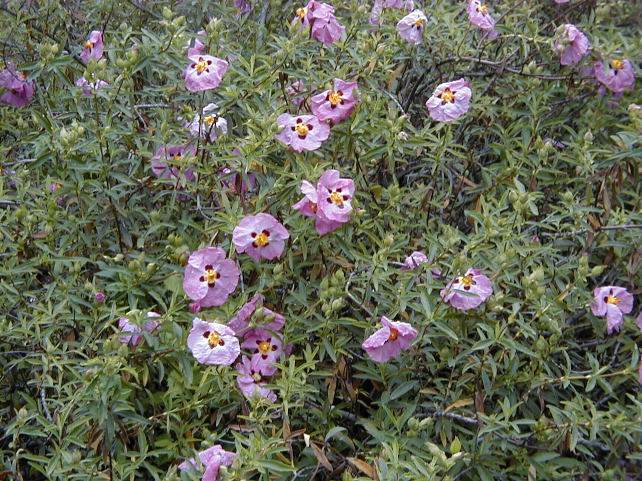 Cistus × purpureus: Cistus × purpureus . Real Jardín Botánico, Madrid