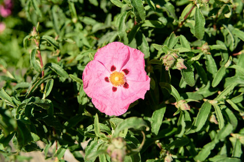 Cistus × purpureus (Cistus × purpureus)