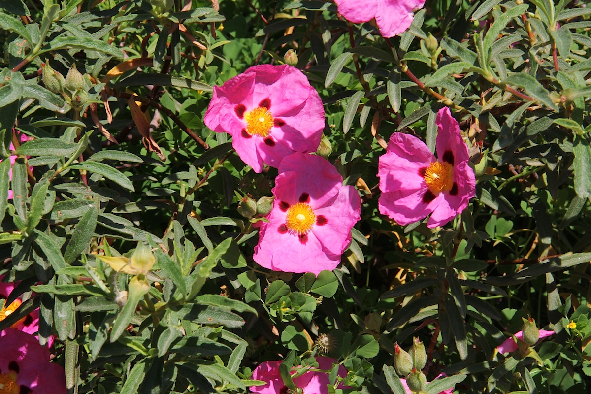 Cistus × purpureus: Cistus ×purpureus