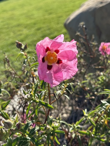 Cistus × purpureus (Cistus × purpureus)