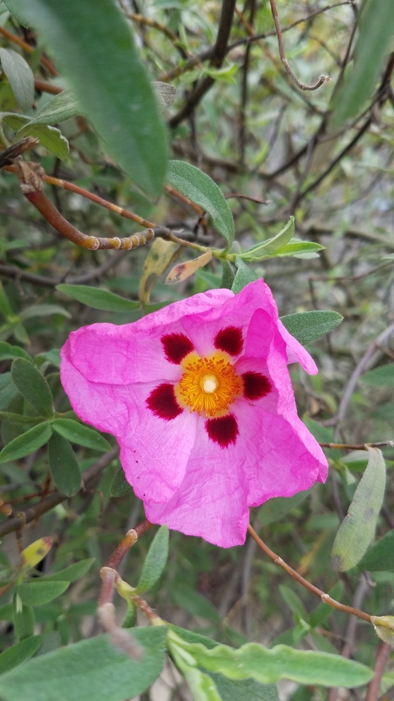 Cistus × purpureus (Cistus × purpureus)