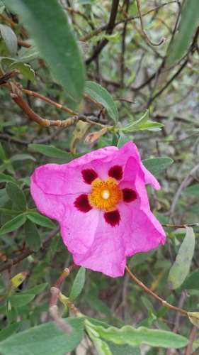 Cistus × purpureus (Cistus × purpureus)