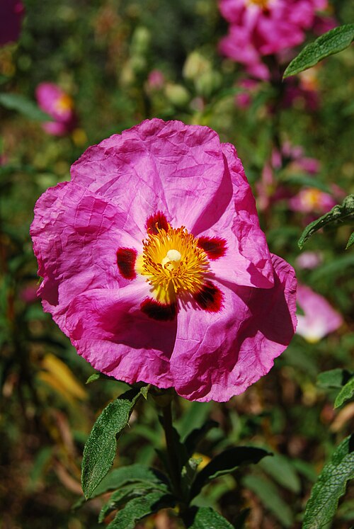 Cistus × purpureus: Cistus × purpureus in the Botanic Garden, Adelaide , South Australia