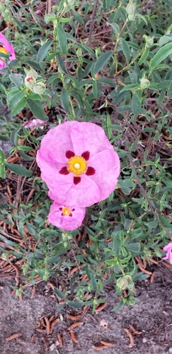 Cistus × purpureus (Cistus × purpureus)