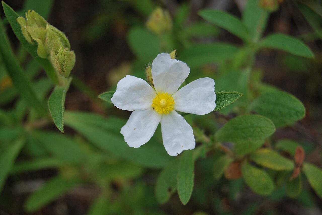 Cistus × sintenisii: Flower of the Cistus sintenisii