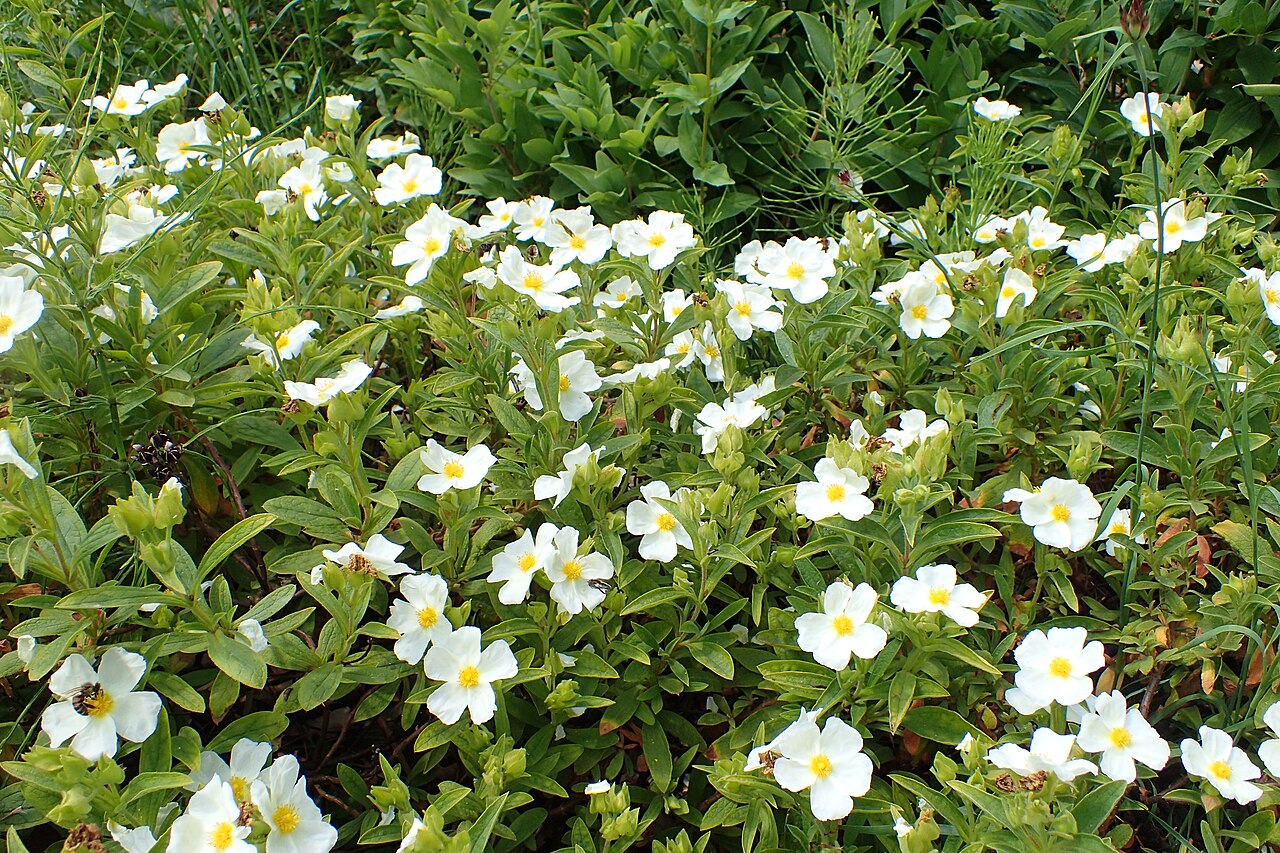 Cistus × sintenisii: Cistus sintenisii in the Botanischer Garten, Berlin-Dahlem