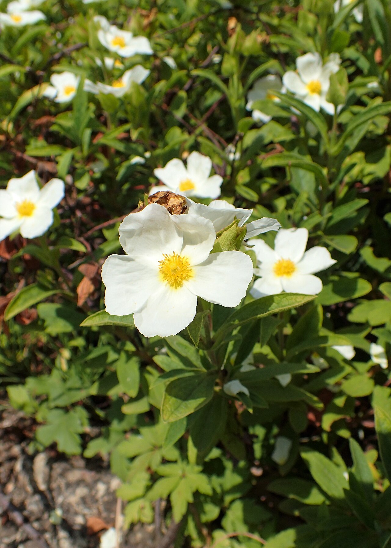 Cistus × sintenisii: Cistus sintenisii in the Botanischer Garten, Berlin-Dahlem