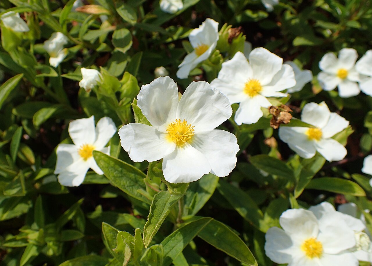 Cistus × sintenisii: Cistus sintenisii in the Botanischer Garten, Berlin-Dahlem