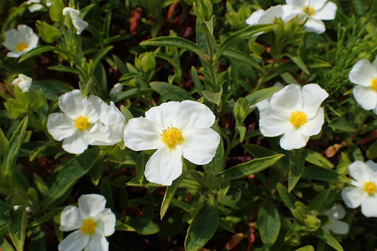 Cistus × sintenisii: Cistus sintenisii in the Botanischer Garten, Berlin-Dahlem