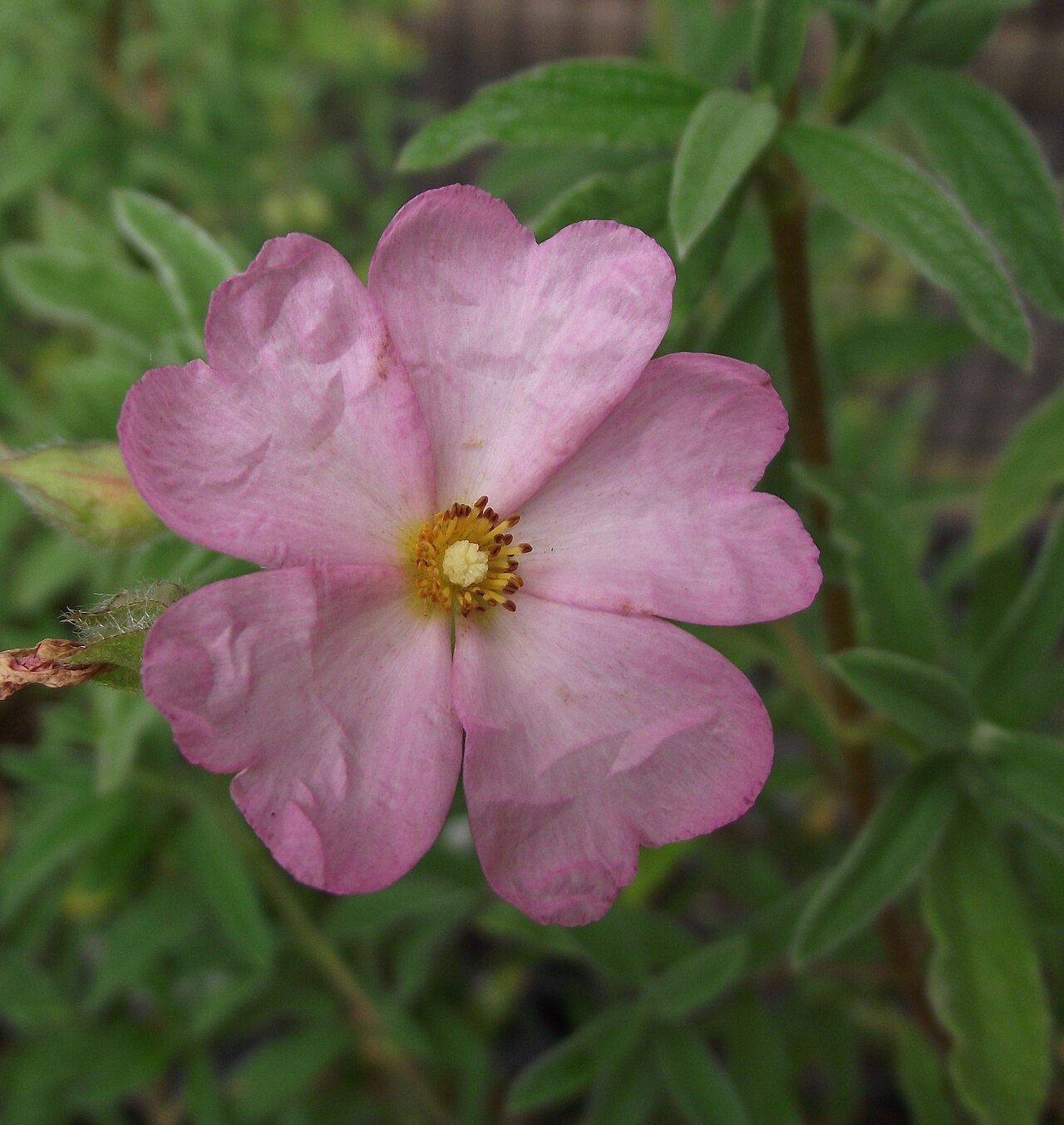 Cistus × skanbergii: Cistus × skanbergii at San Diego Botanic Garden, Encinitas, California, USA. Identified by sign.