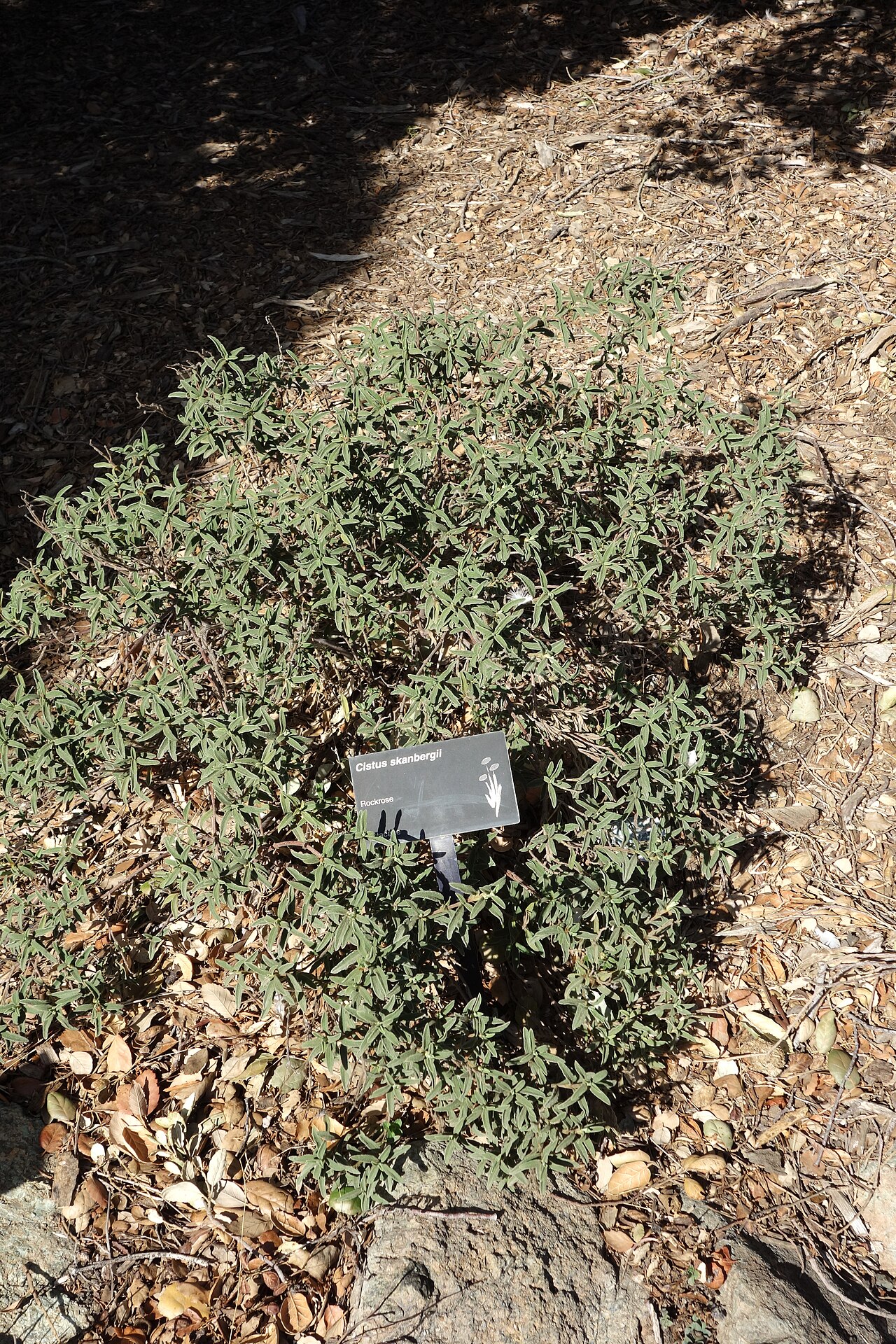 Cistus × skanbergii: Botanical specimen in Leaning Pine Arboretum, California Polytechnic State University, San Luis Obispo, California, USA.